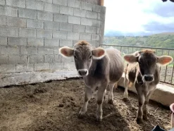1#4909 Cessione di azienda agricola