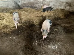 1#4909 Cessione di azienda agricola