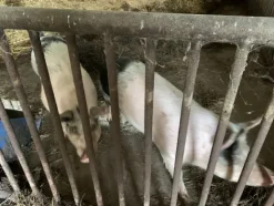 1#4909 Cessione di azienda agricola
