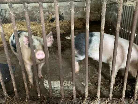 1#4909 Cessione di azienda agricola