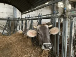 1#4909 Cessione di azienda agricola