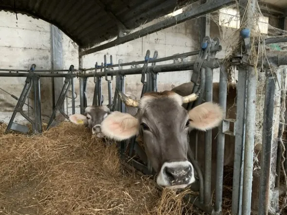 1#4909 Cessione di azienda agricola
