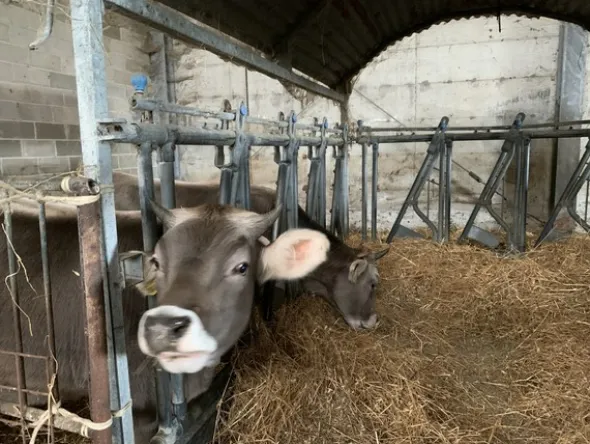 1#4909 Cessione di azienda agricola