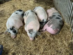 1#4909 Cessione di azienda agricola