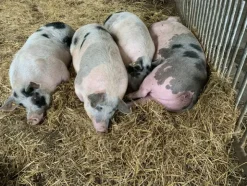 1#4909 Cessione di azienda agricola