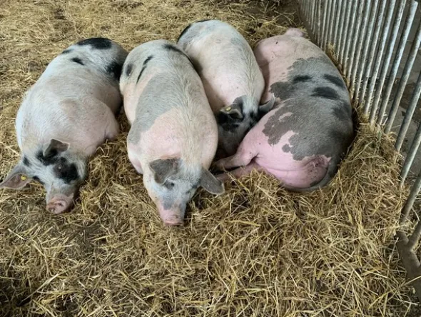 1#4909 Cessione di azienda agricola