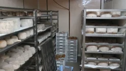 1#4909 Cessione di azienda agricola