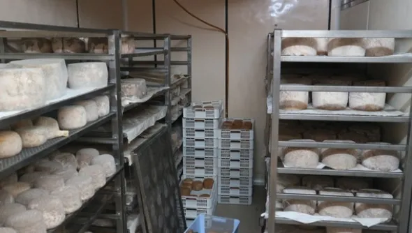 1#4909 Cessione di azienda agricola