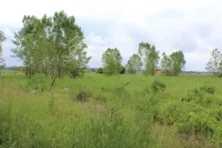 #21076 Complesso rurale con capannoni da ristrutturare