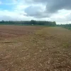 #24733 Due appezzamenti agricoli in zona rurale