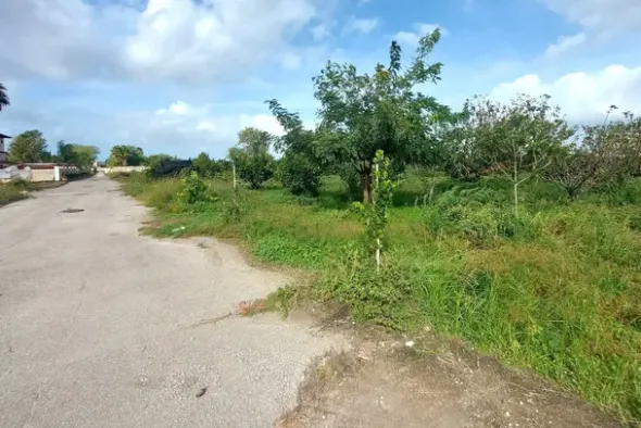 #24735 Due terreni agricoli e frustolo commerciale