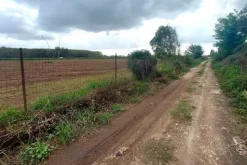 #24735 Due terreni agricoli e frustolo commerciale