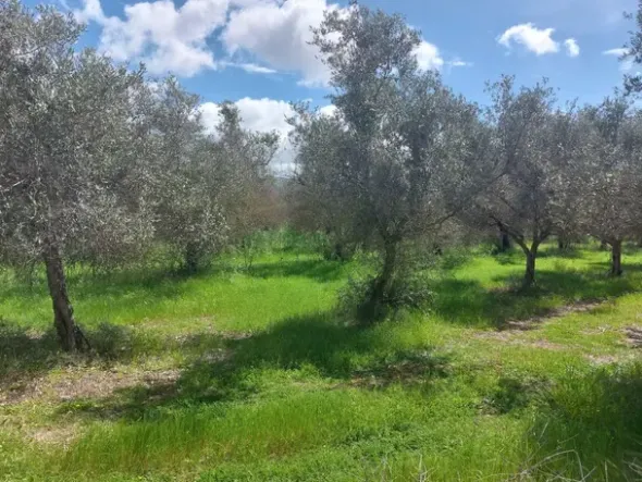 #26150 Fondo rustico con terreni e fabbricati collabenti