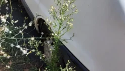 35#5491 Furgone Fiat Ducato