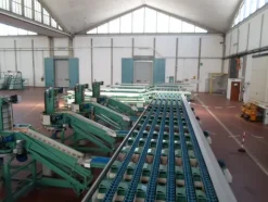1#69013 Linea di lavorazione e confezionamento mele Ito