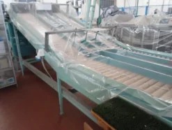 7#69013 Linea di selezione e confezionamento frutta