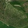 Oliveto in produzione