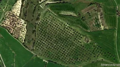 Oliveto in produzione