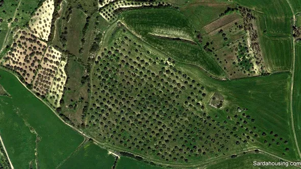 Oliveto in produzione