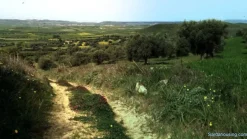 Oliveto in produzione