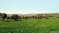 Oliveto in produzione
