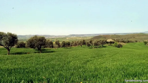 Oliveto in produzione