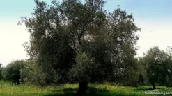 Oliveto in produzione