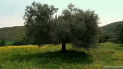 Oliveto in produzione