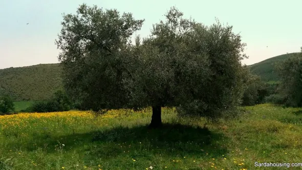 Oliveto in produzione