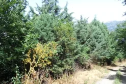 #9543 Quota 1/2 di terreno agricolo di 25.150 mq