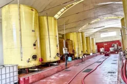 #2537245 Stabilimento enologico con beni strumentali