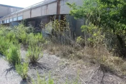#11192 Stabilimento industriale e terreni edificabili