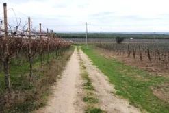 #2639654 Striscia di terreno in contesto agricolo