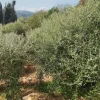 #24297 Terreni Agricoli a Todi - Sup. Tot 9330 mq