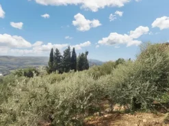 #24297 Terreni Agricoli a Todi - Sup. Tot 9330 mq