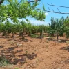 #23565 Terreni agricoli a Vittoria di mq 6175 mq