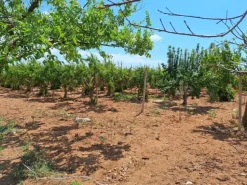 #23565 Terreni agricoli a Vittoria di mq 6175 mq