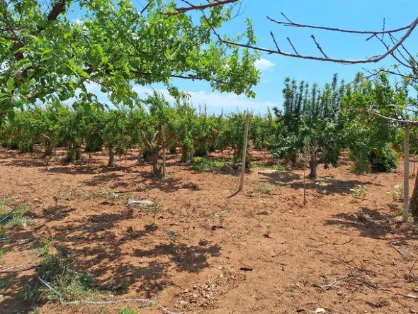 #23565 Terreni agricoli a Vittoria di mq 6175 mq