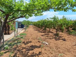 #23565 Terreni agricoli a Vittoria di mq 6175 mq