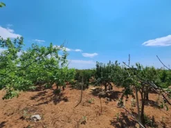 #23565 Terreni agricoli a Vittoria di mq 6175 mq
