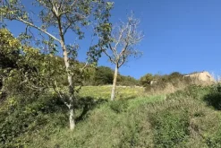 #19969 Terreni agricoli con fabbricati rurali da ristrutturare