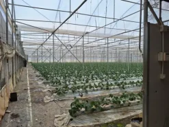 #23569 Terreni agricoli con impianti serricoli a Vittoria