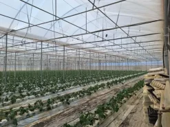 #23569 Terreni agricoli con impianti serricoli a Vittoria