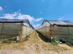 #23566 Terreni agricoli con serre e fabbricati rurali a Vittoria