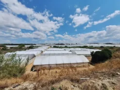 #23567 Terreni agricoli con serre e fabbricati rurali ad Acate