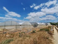#23567 Terreni agricoli con serre e fabbricati rurali ad Acate