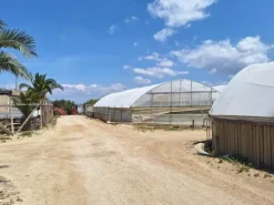 #23567 Terreni agricoli con serre e fabbricati rurali ad Acate