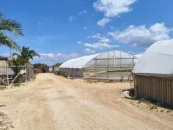 #23567 Terreni agricoli con serre e fabbricati rurali ad Acate