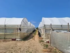 #23567 Terreni agricoli con serre e fabbricati rurali ad Acate