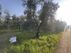 #2638900 Terreni agricoli di 4.486 mq
